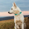 Personalisiertes Hundehalsband aus Leder